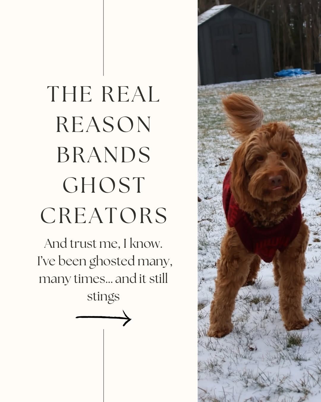 Post 6 by Finn & Alex | Pet & UGC Creator on Instagram (carousel)
