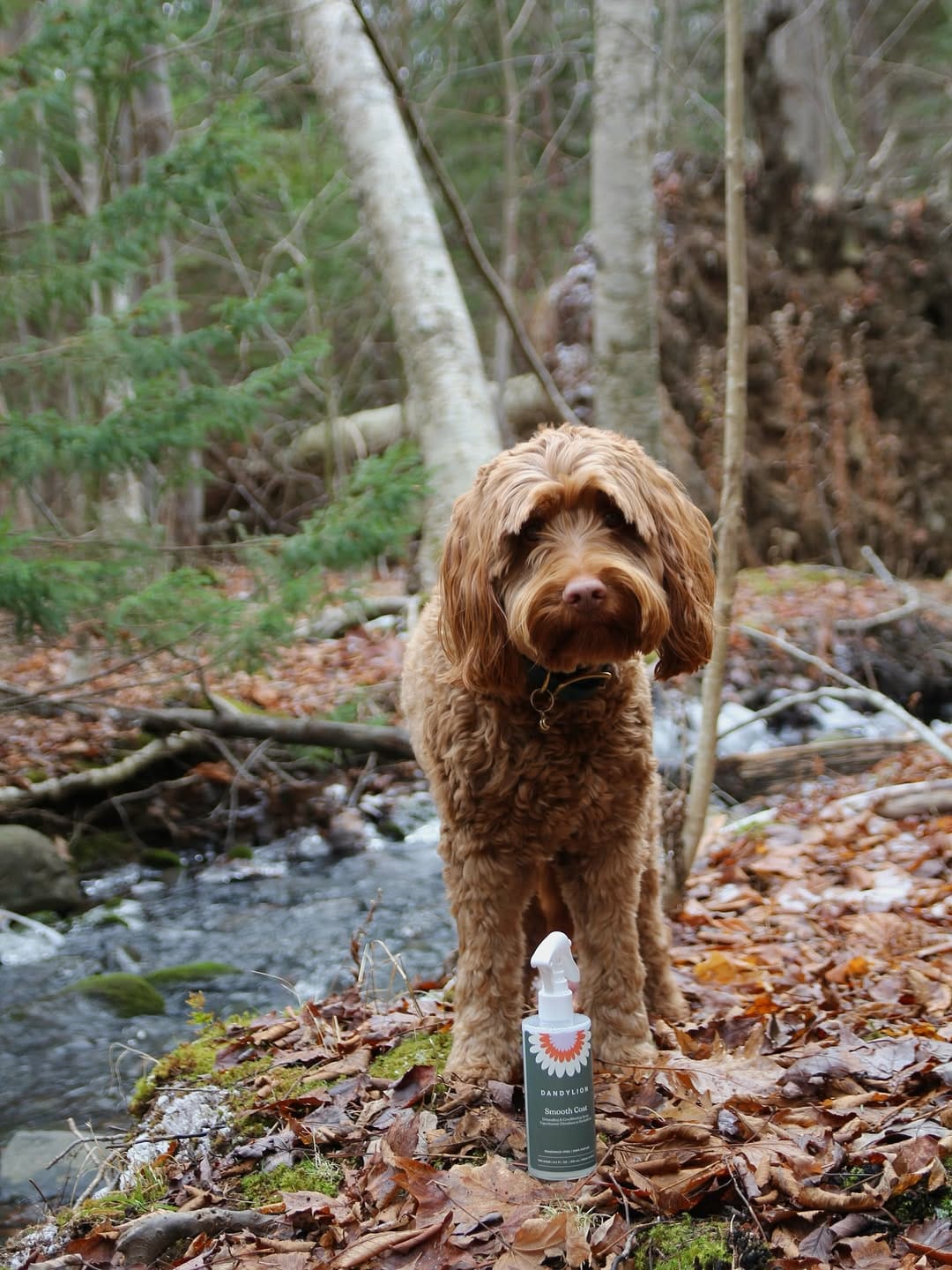Post 3 by Finn & Alex | Pet & UGC Creator on Instagram (image)