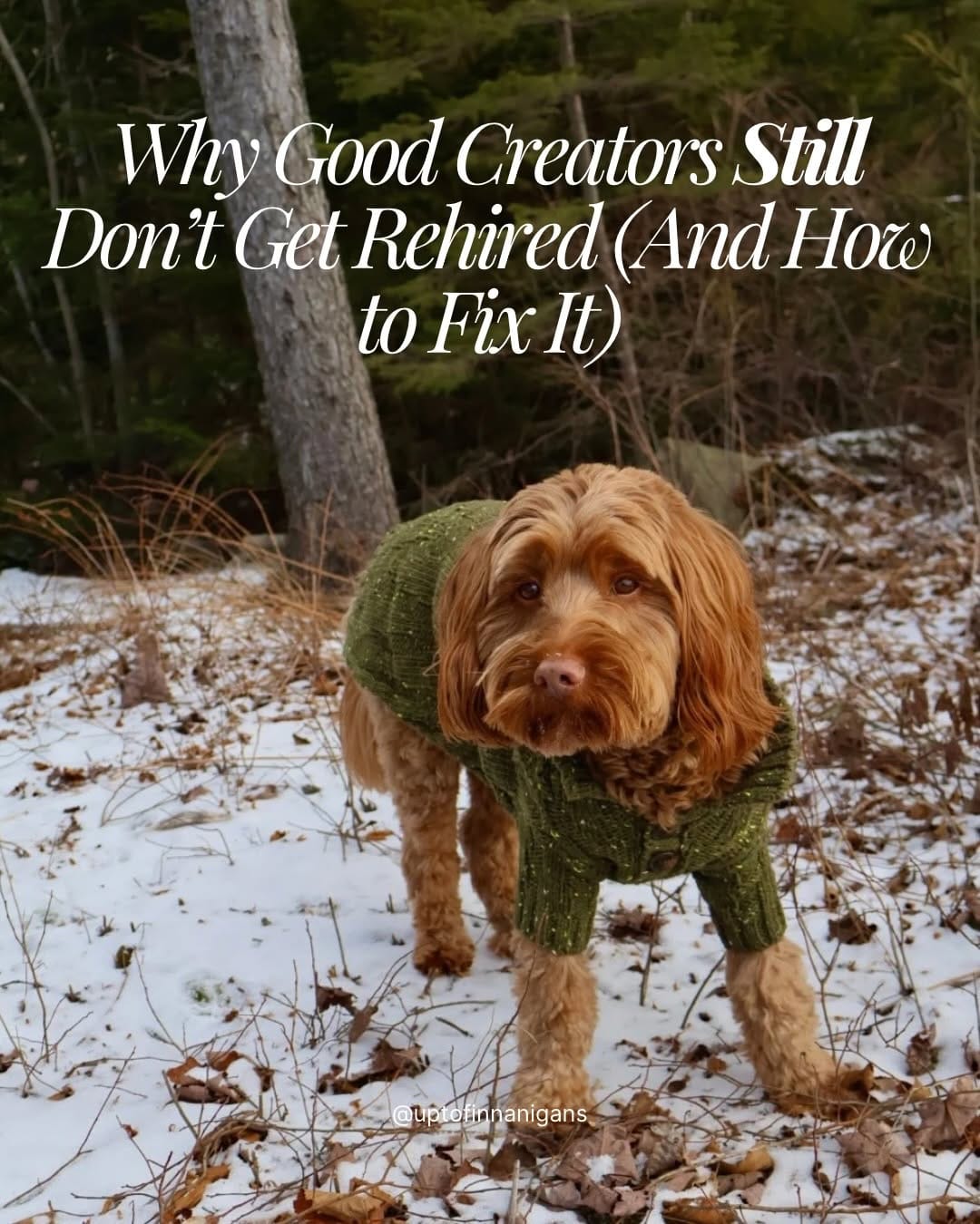 Post 5 by Finn & Alex | Pet & UGC Creator on Instagram (carousel)