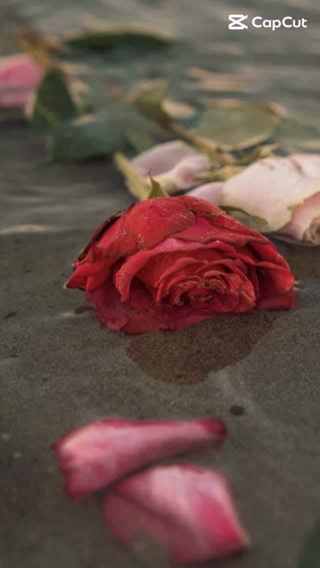 Post 2 by Tanya Cressman on Instagram (video)