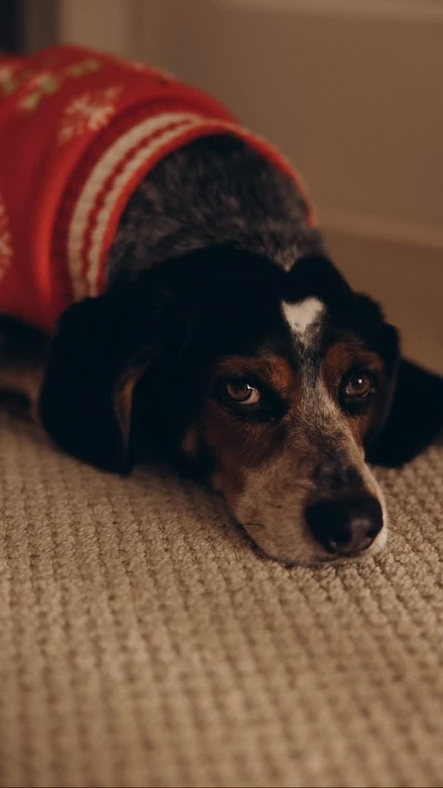 Post 4 by Photographer Toronto | Family, Couples, Solo on Instagram (video)