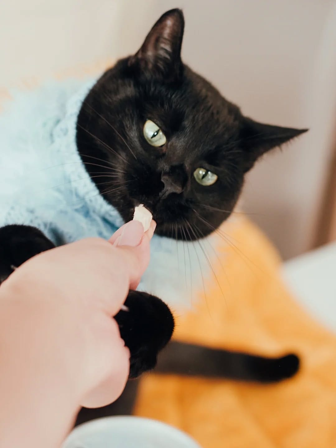 Post 5 by 🐱 Amber & Willow 🐈‍⬛ Pet Influencers on Instagram (carousel)