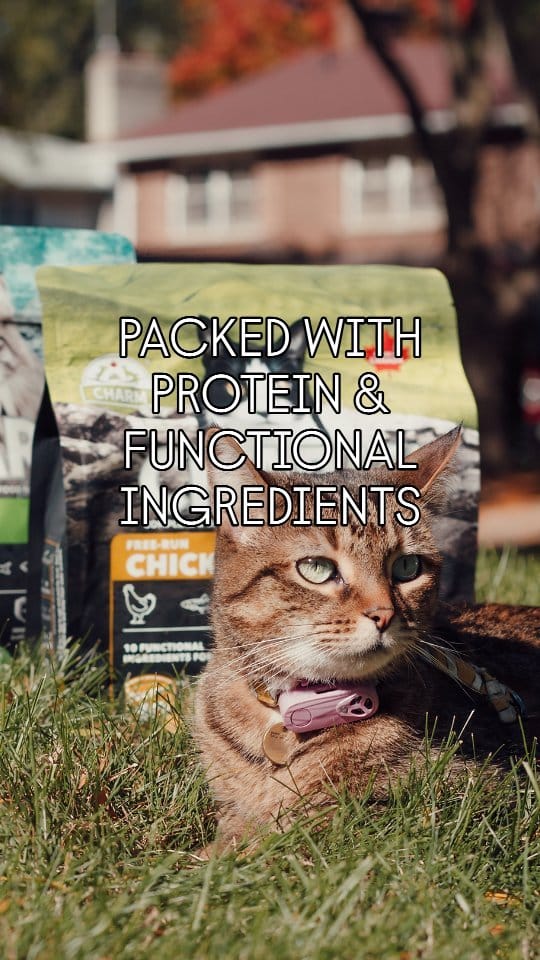 Post 9 by 🐱 Amber & Willow 🐈‍⬛ Pet Influencers on Instagram (video)