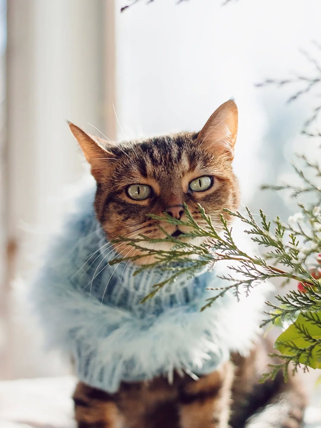 Post 2 by 🐱 Amber & Willow 🐈‍⬛ Pet Influencers on Instagram (carousel)