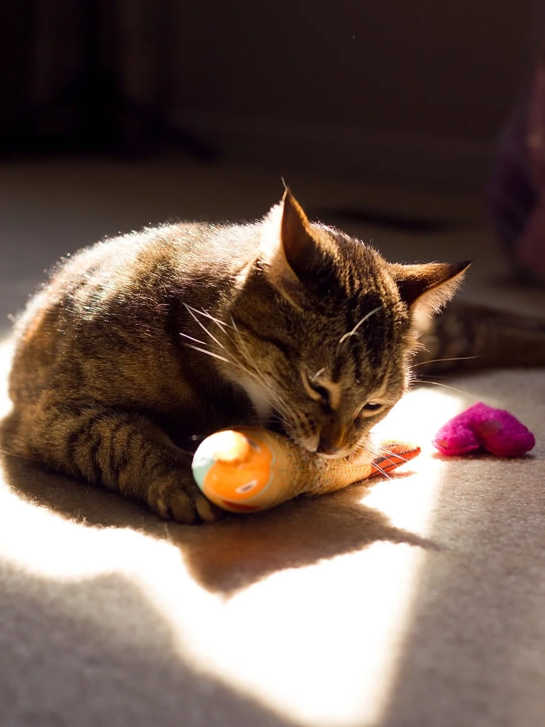 Post 10 by 🐱 Amber & Willow 🐈‍⬛ Pet Influencers on Instagram (carousel)