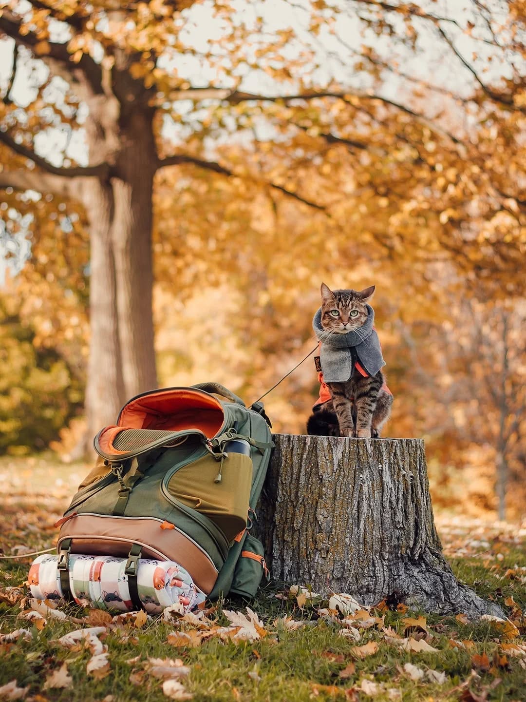 Post 6 by 🐱 Amber & Willow 🐈‍⬛ Pet Influencers on Instagram (carousel)