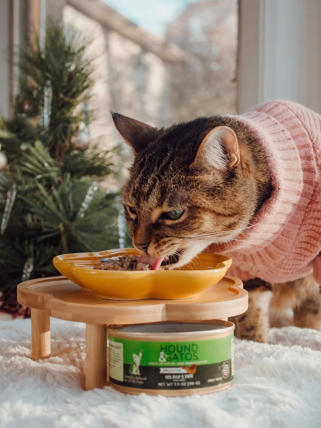 Post 4 by 🐱 Amber & Willow 🐈‍⬛ Pet Influencers on Instagram (carousel)