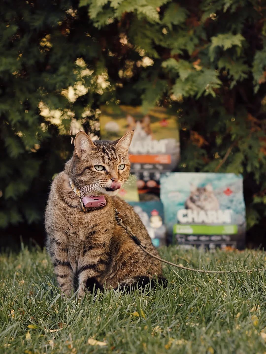 Post 8 by 🐱 Amber & Willow 🐈‍⬛ Pet Influencers on Instagram (carousel)