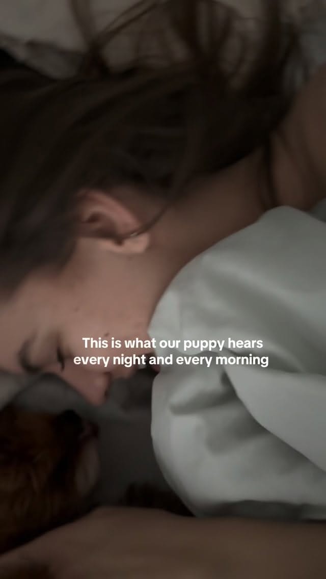 Post 2 by Princess Maple | Cavoodle Pup ✨ on Instagram (video)