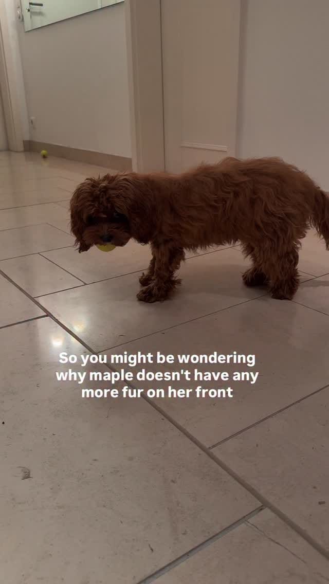 Post 3 by Princess Maple | Cavoodle Pup ✨ on Instagram (video)