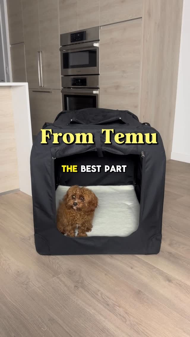 Post 1 by Princess Maple | Cavoodle Pup ✨ on Instagram (video)