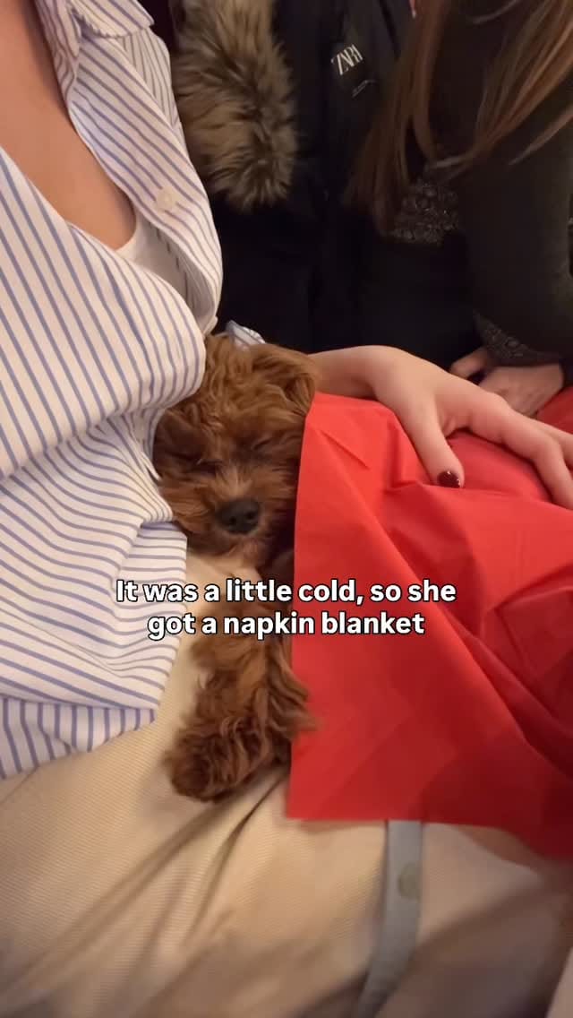 Post 5 by Princess Maple | Cavoodle Pup ✨ on Instagram (video)
