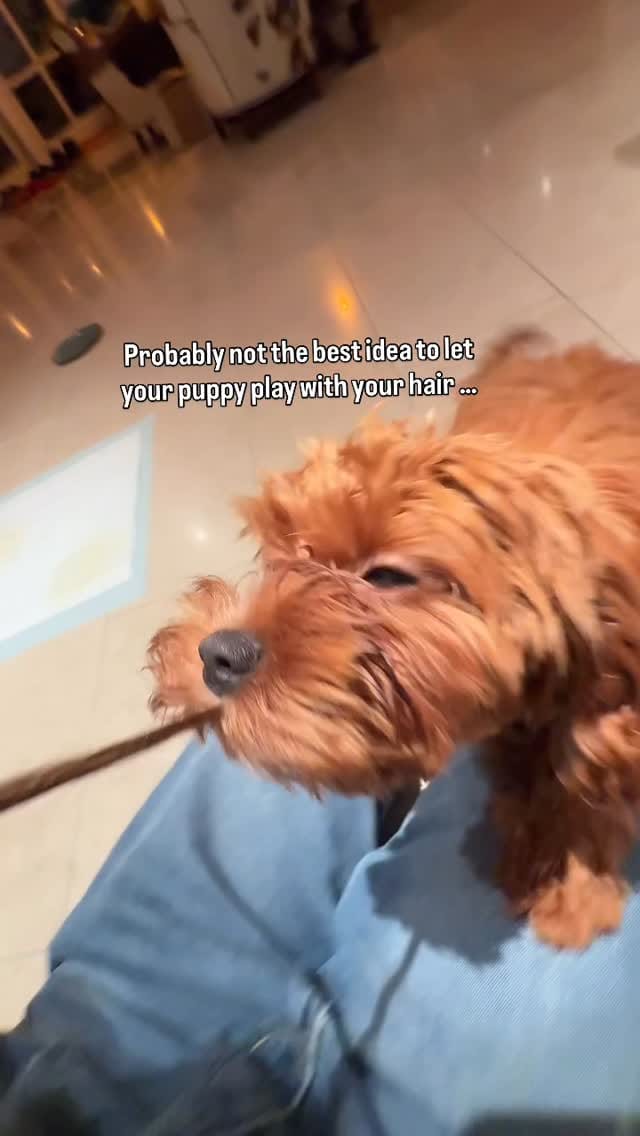 Post 6 by Princess Maple | Cavoodle Pup ✨ on Instagram (video)