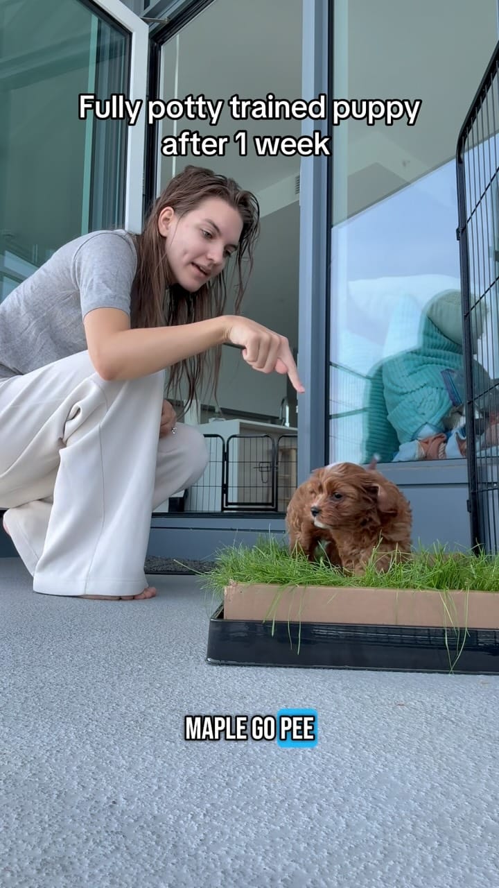 Post 10 by Princess Maple | Cavoodle Pup ✨ on Instagram (video)