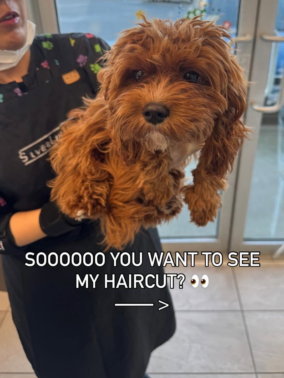 Post 4 by Princess Maple | Cavoodle Pup ✨ on Instagram (carousel)
