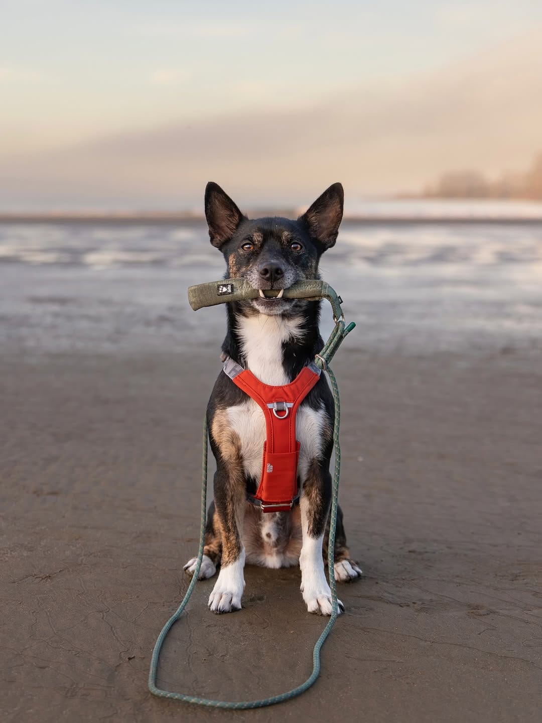 Post 3 by Chelsea | Laszlo & Cinder on Instagram (carousel)