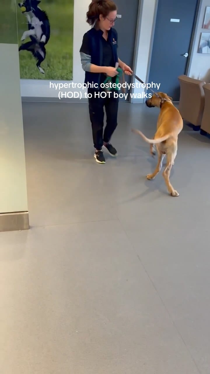 Post 10 by Roman the Great Dane on Instagram (video)