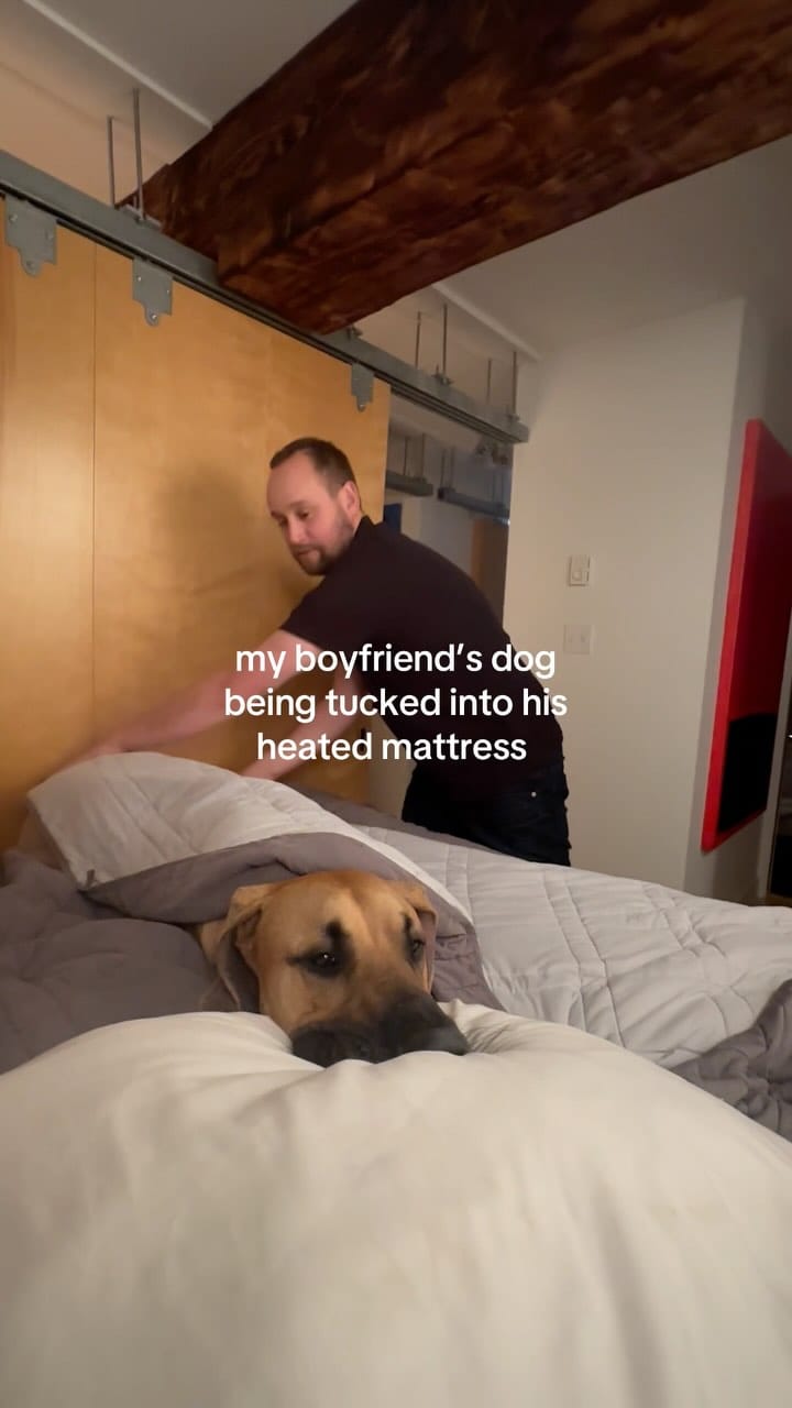Post 6 by Roman the Great Dane on Instagram (video)