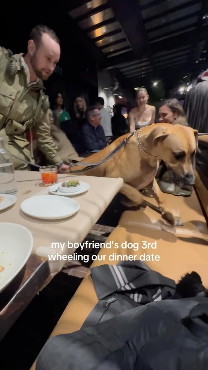 Post 8 by Roman the Great Dane on Instagram (video)