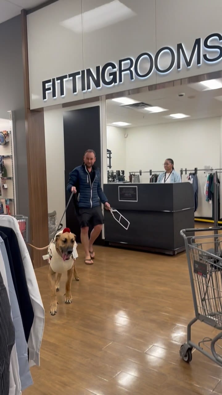 Post 5 by Roman the Great Dane on Instagram (video)