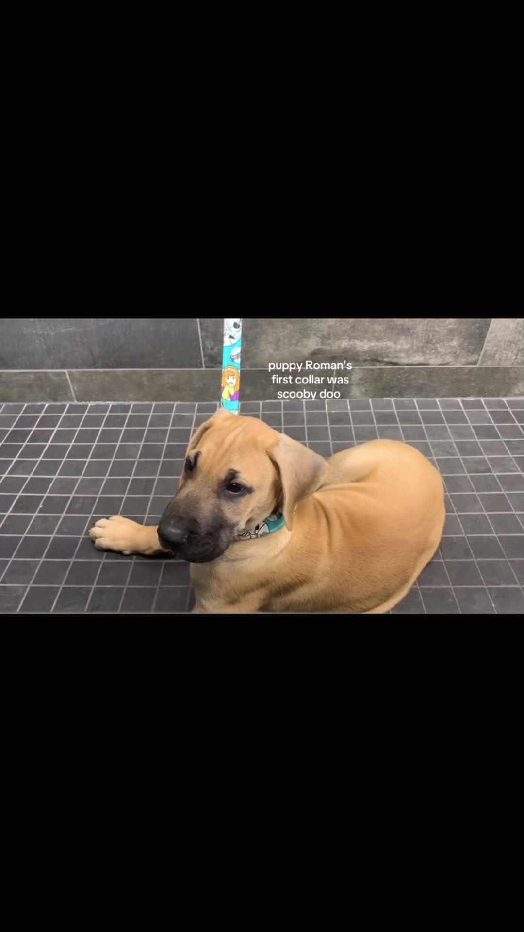 Post 1 by Roman the Great Dane on Instagram (video)