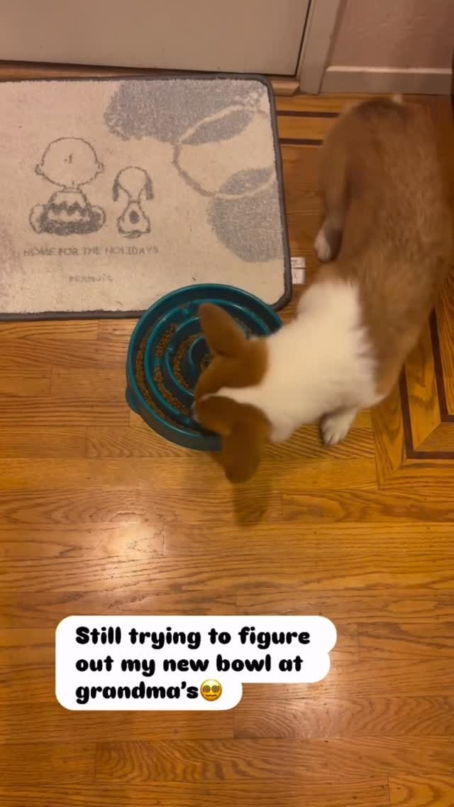 Post 2 by Doggieland - Dog Daycare on Instagram (video)