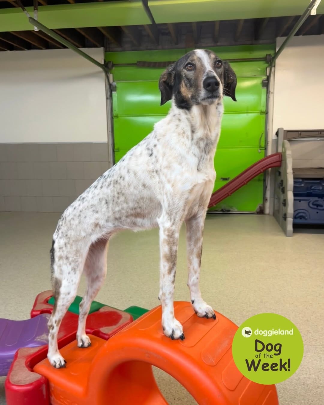 Post 1 by Doggieland - Dog Daycare on Instagram (carousel)