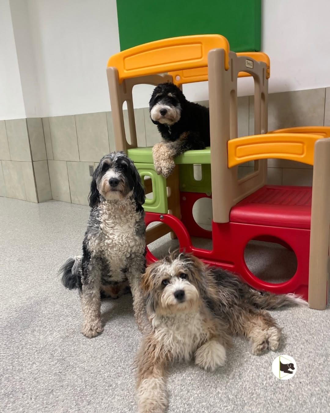 Post 10 by Doggieland - Dog Daycare on Instagram (carousel)