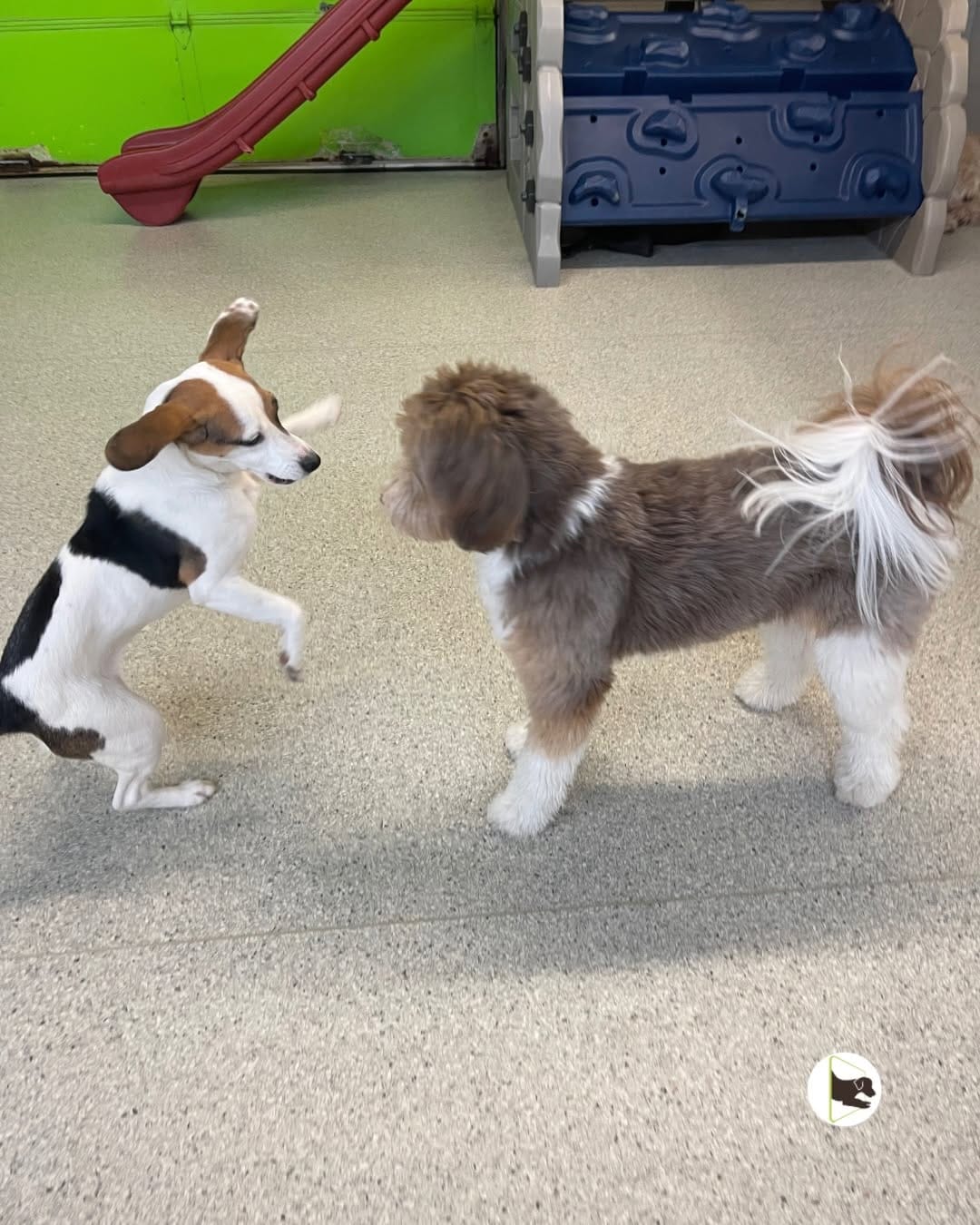 Post 7 by Doggieland - Dog Daycare on Instagram (carousel)