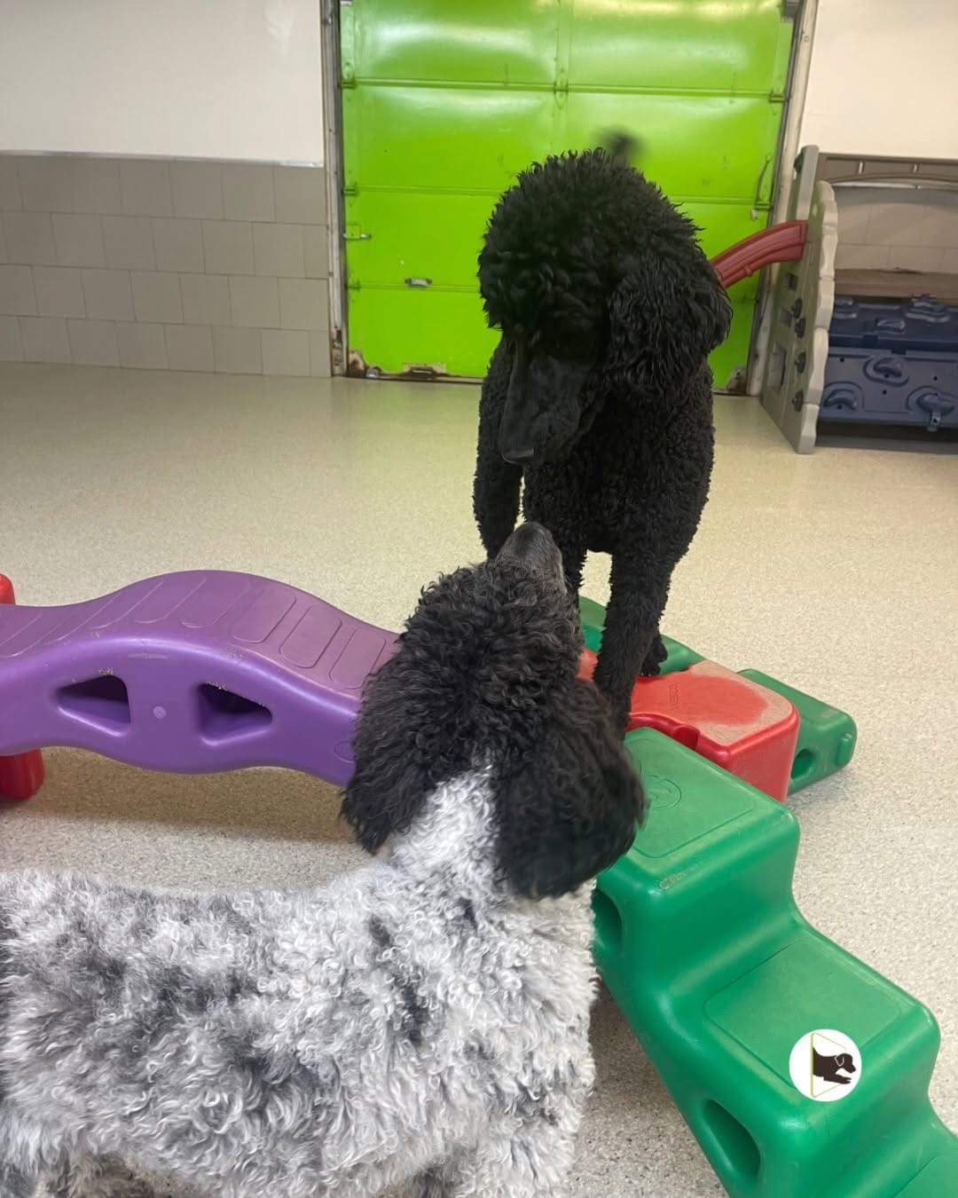 Post 3 by Doggieland - Dog Daycare on Instagram (carousel)