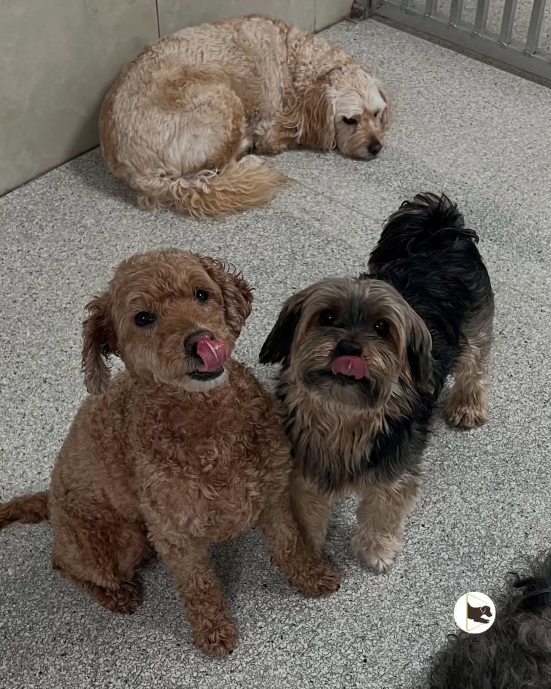 Post 6 by Doggieland - Dog Daycare on Instagram (carousel)