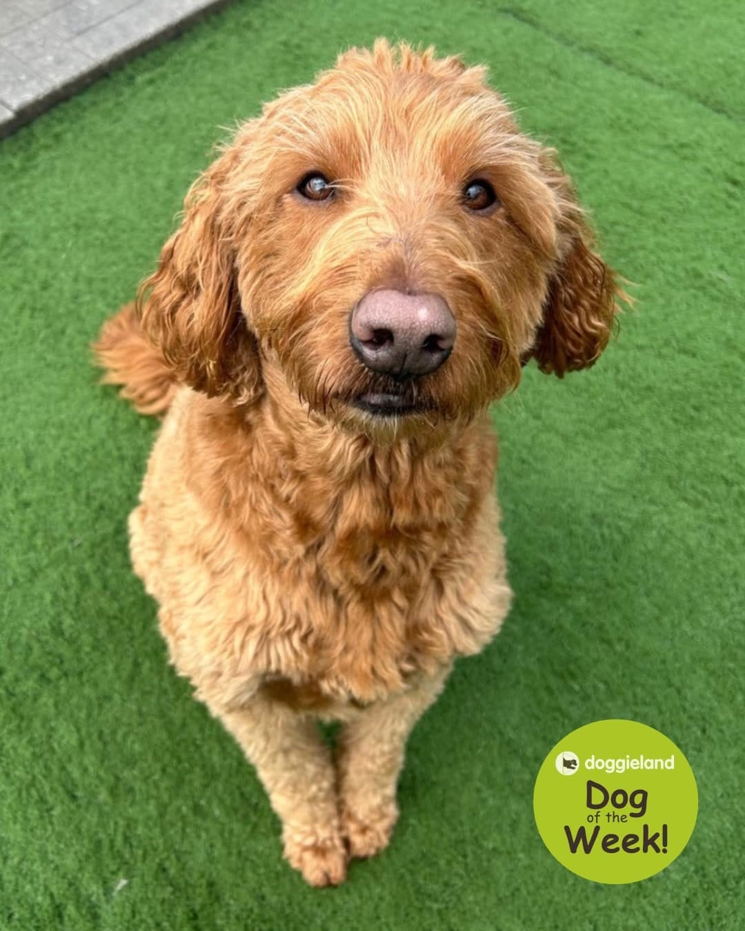 Post 9 by Doggieland - Dog Daycare on Instagram (carousel)