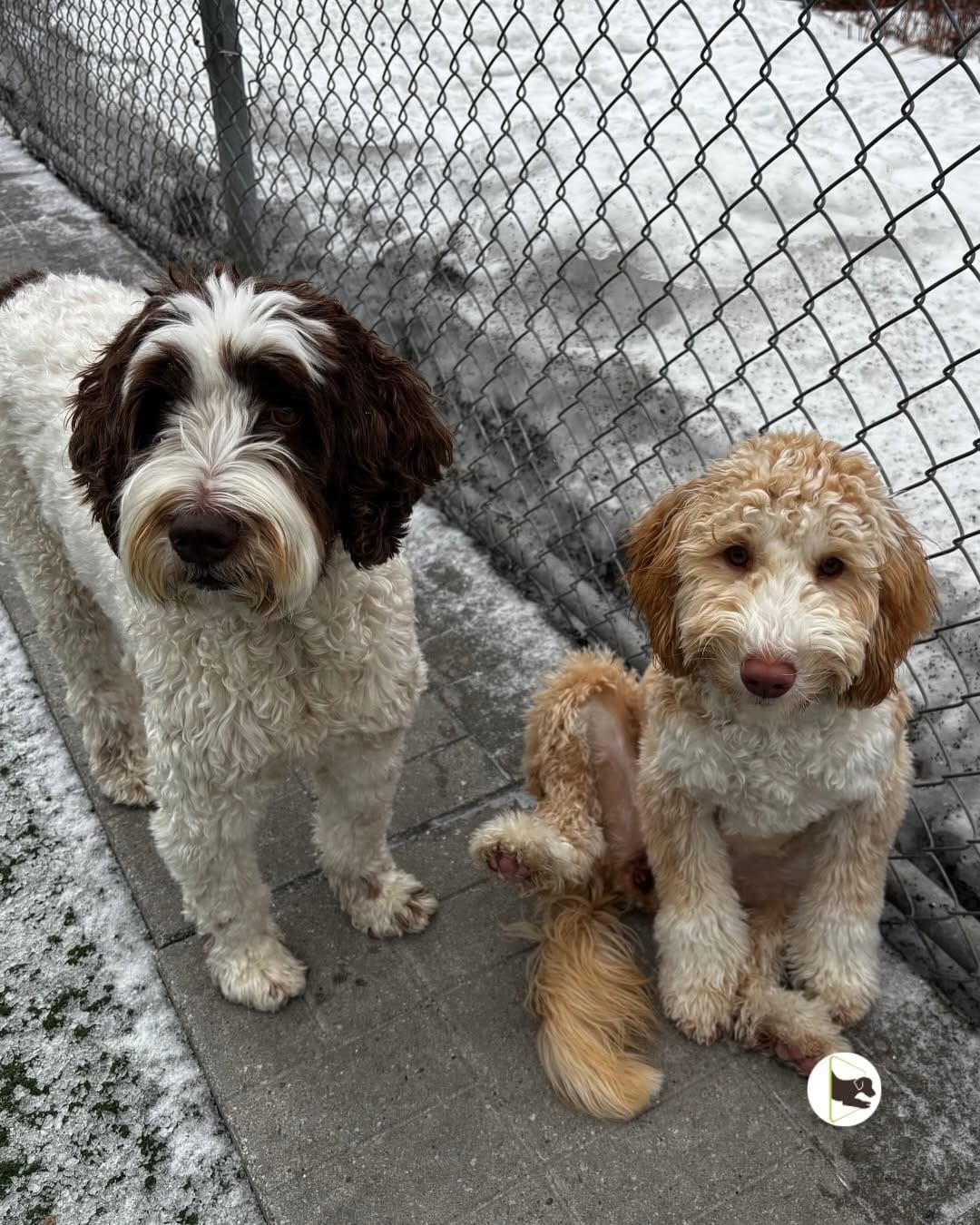Post 8 by Doggieland - Dog Daycare on Instagram (carousel)
