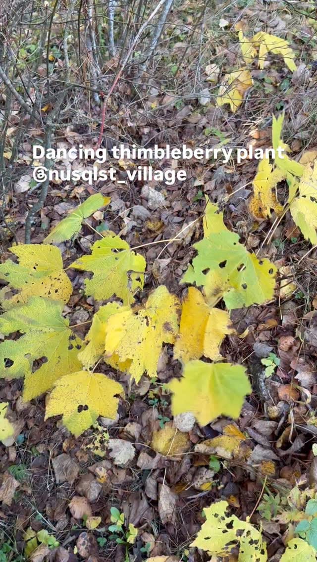 Post 3 by @nusqlst_village on Instagram (video)