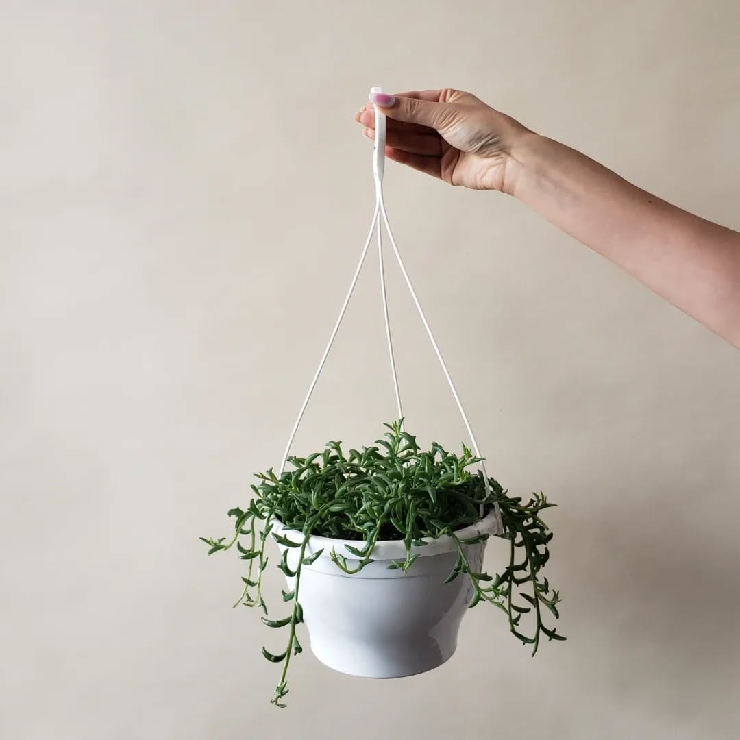 Post 2 by Plants|Orchids|Pots|Plant Accessories on Instagram (carousel)