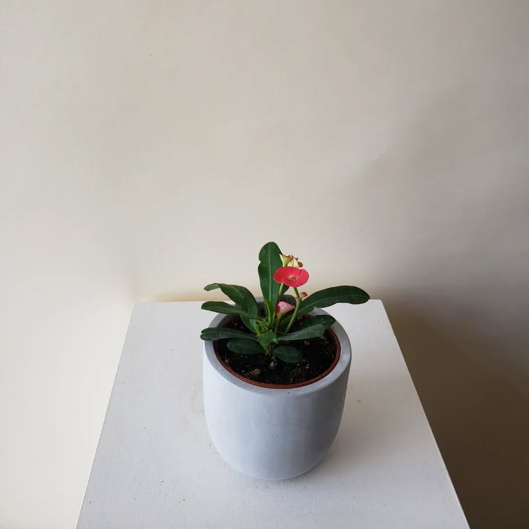 Post 4 by Plants|Orchids|Pots|Plant Accessories on Instagram (carousel)