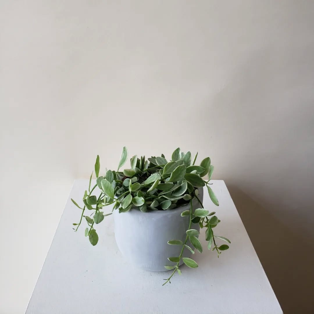 Post 6 by Plants|Orchids|Pots|Plant Accessories on Instagram (carousel)