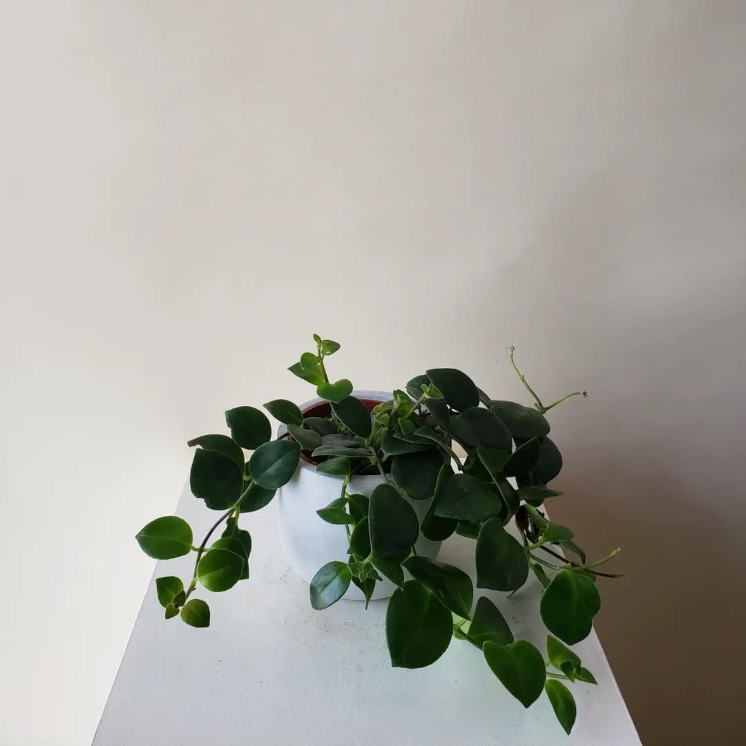 Post 5 by Plants|Orchids|Pots|Plant Accessories on Instagram (carousel)