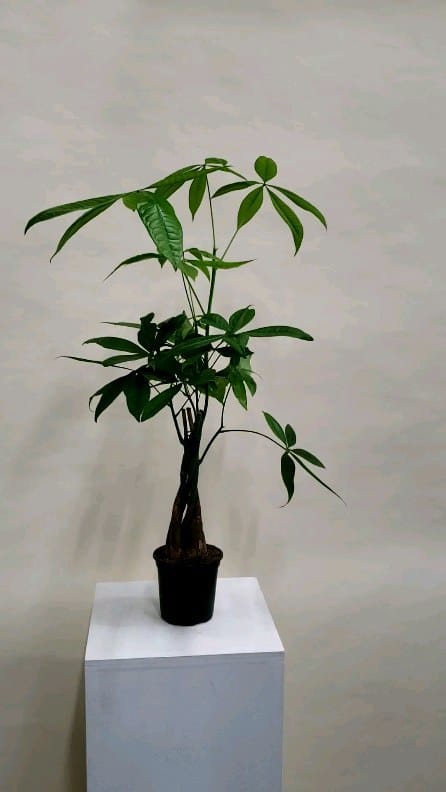 Post 8 by Plants|Orchids|Pots|Plant Accessories on Instagram (video)