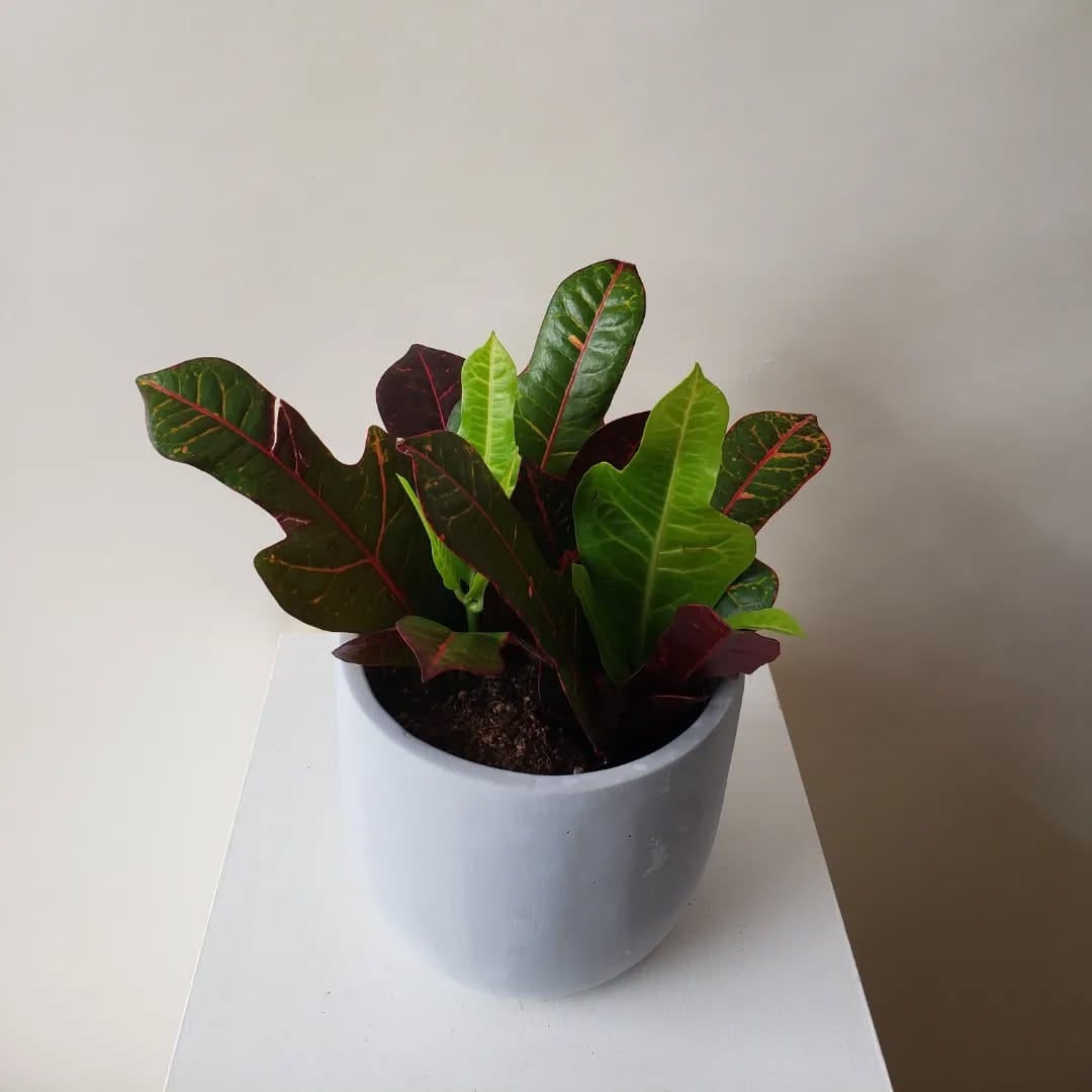 Post 3 by Plants|Orchids|Pots|Plant Accessories on Instagram (carousel)