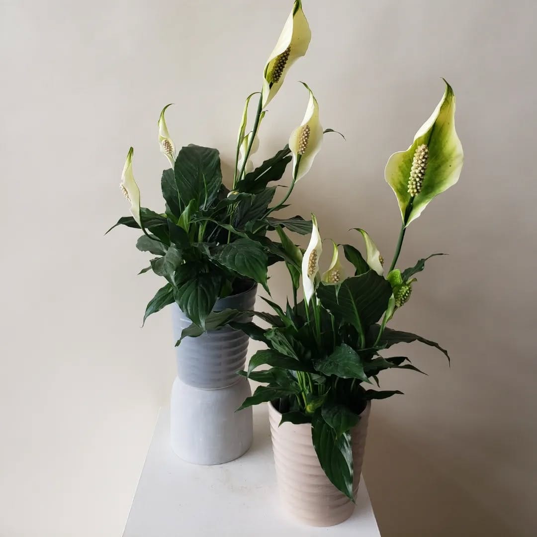 Post 1 by Plants|Orchids|Pots|Plant Accessories on Instagram (carousel)