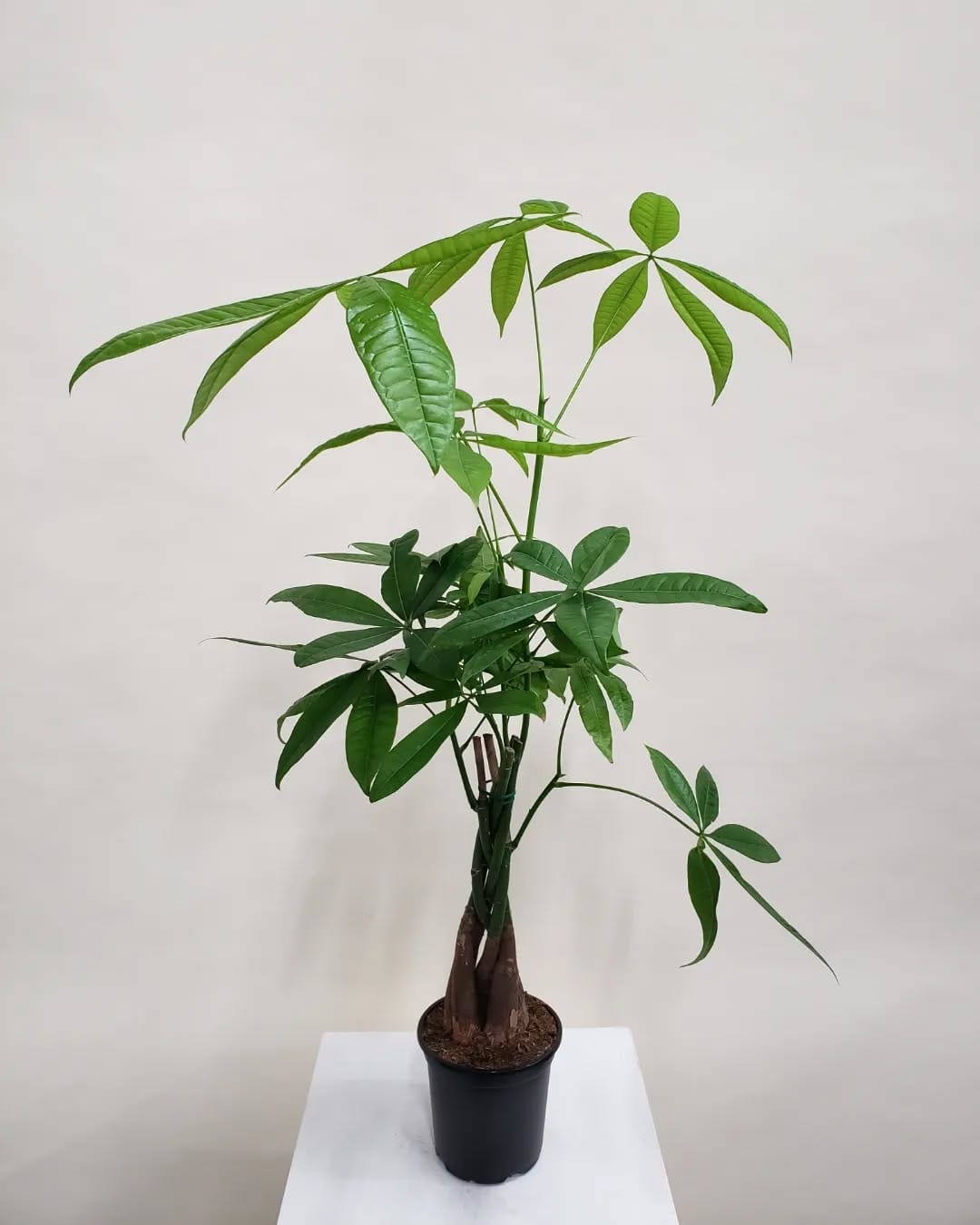 Post 9 by Plants|Orchids|Pots|Plant Accessories on Instagram (carousel)