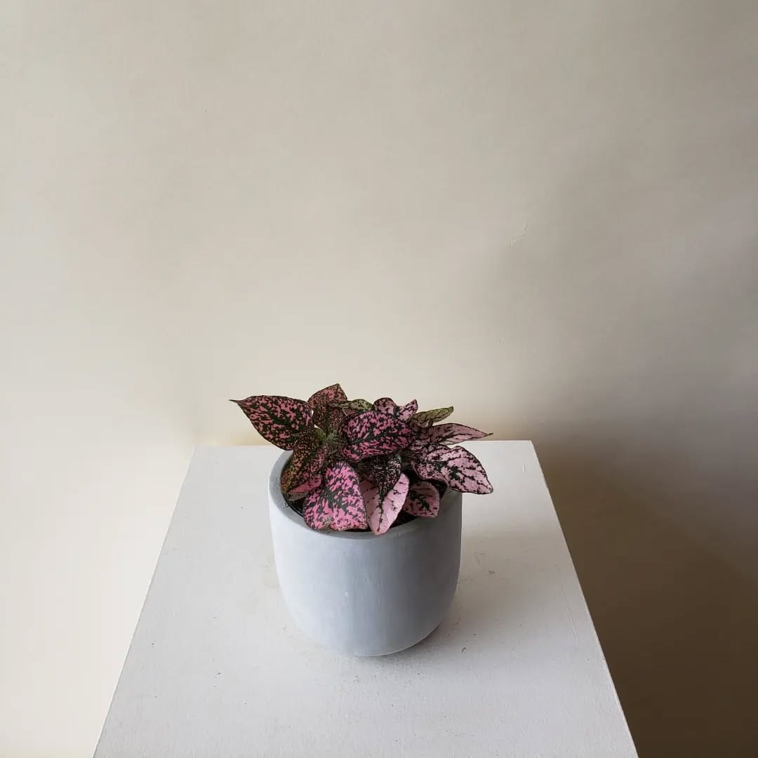 Post 7 by Plants|Orchids|Pots|Plant Accessories on Instagram (carousel)