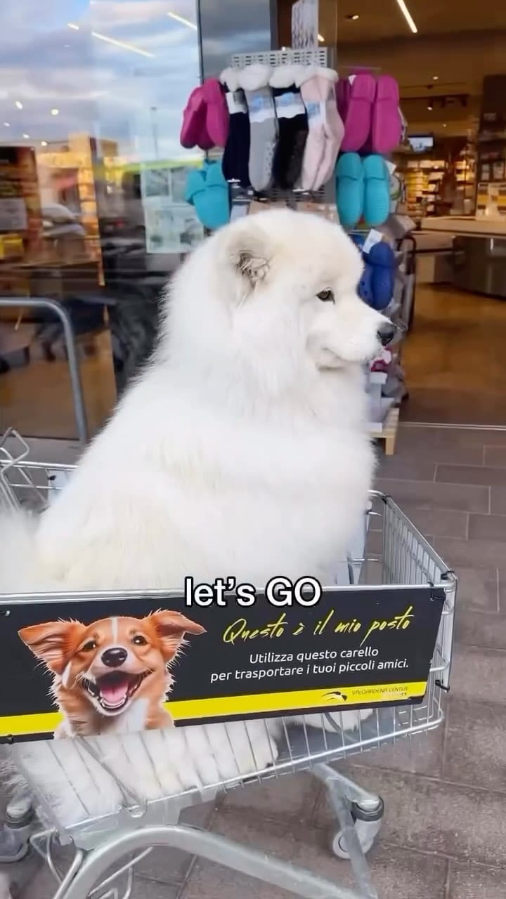 Post 3 by GoDoggo App - Dog-friendly Map on Instagram (video)