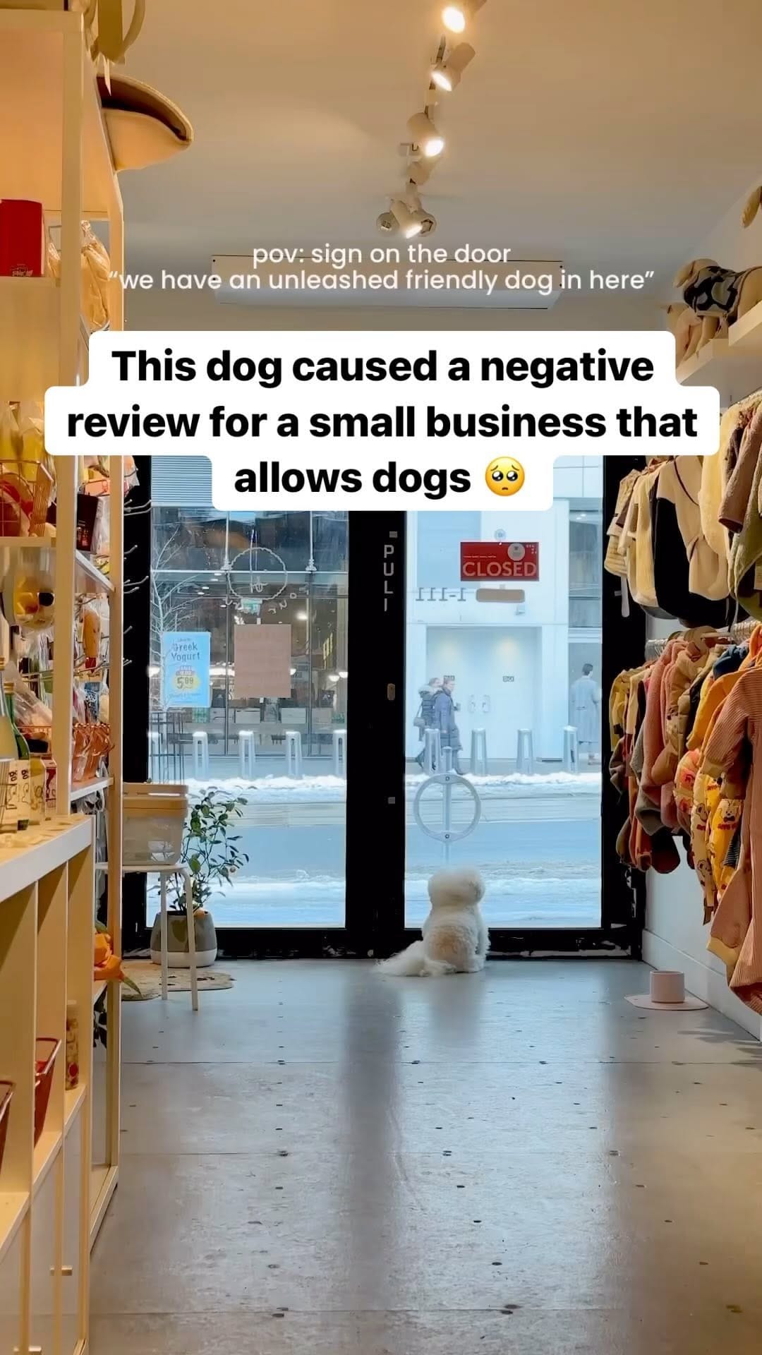 Post 10 by GoDoggo App - Dog-friendly Map on Instagram (video)