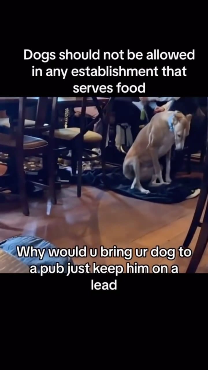 Post 7 by GoDoggo App - Dog-friendly Map on Instagram (video)