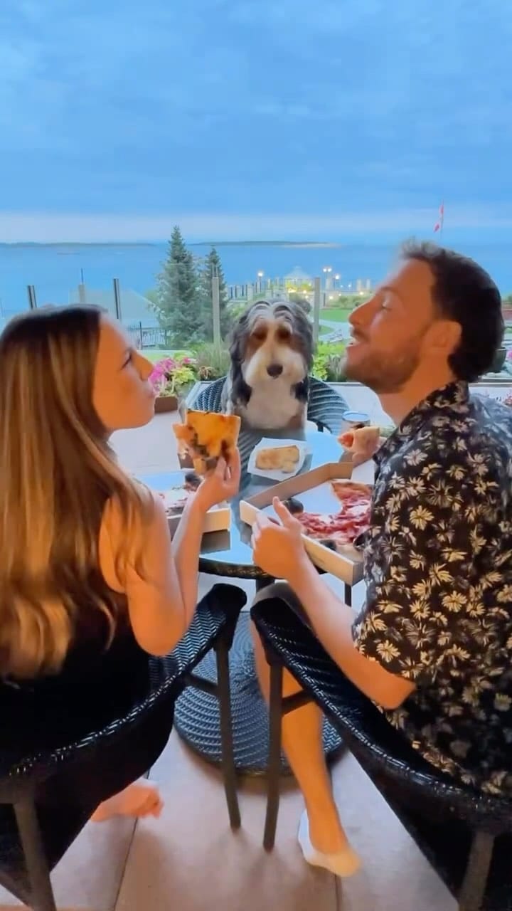 Post 8 by GoDoggo App - Dog-friendly Map on Instagram (video)