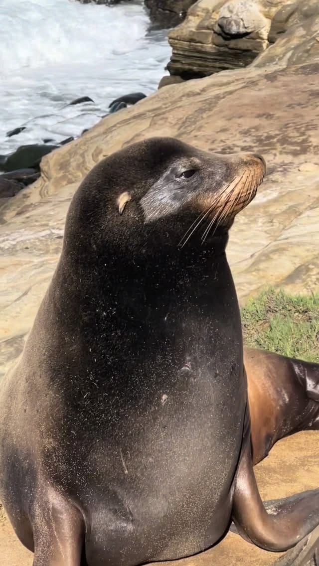Post 5 by Siana Berger 🤩 Сиана Бергер on Instagram (video)
