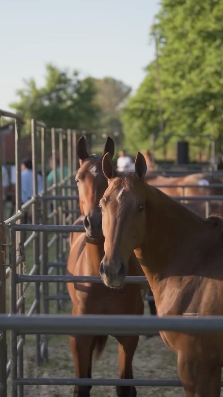 Post 8 by Fred Mannix on Instagram (video)