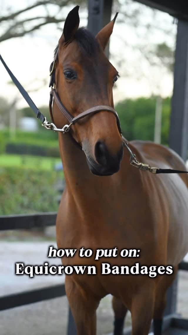 Post 5 by EquiCrown Canada on Instagram (video)